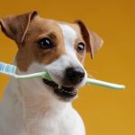 Pourquoi les bilans de santé réguliers sont essentiels pour votre animal de compagnie ?